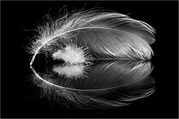 Brian Marcer - Feathers